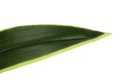 Plante artificielle - 47