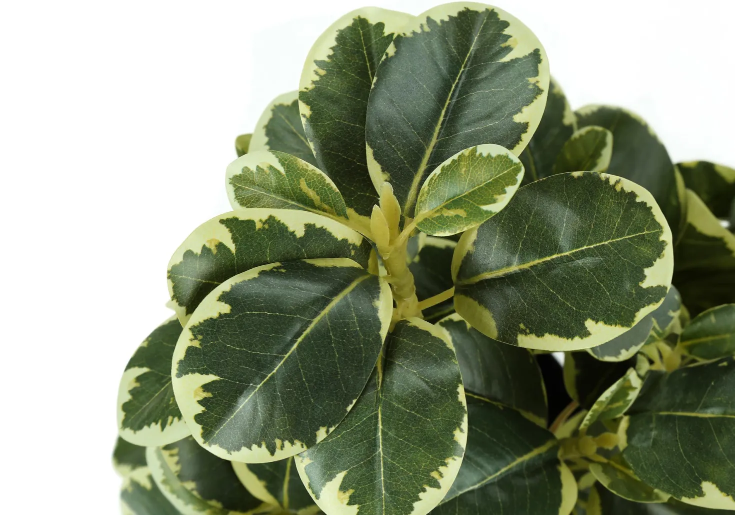 Plante artificielle - 2mcx, 14"H ficus elastica pot 4"